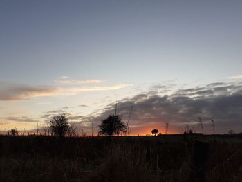 Silhouette plants on field against sky during sunset