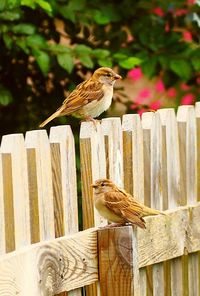 Bird perching on wooden wall