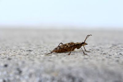 Close-up of insect