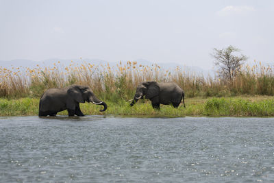 View of elephant in lake against sky
