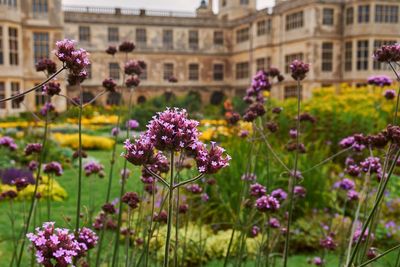 Close-up of pink flowering plants in front of historic building 