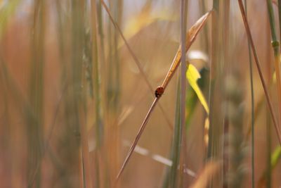 Close-up of insect on plant at field