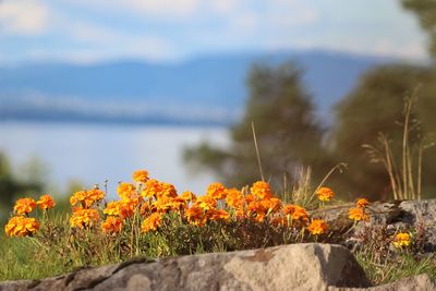 Close-up of orange flowering plants against sky