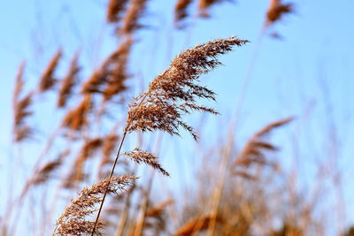 Close-up of stalks against blue sky