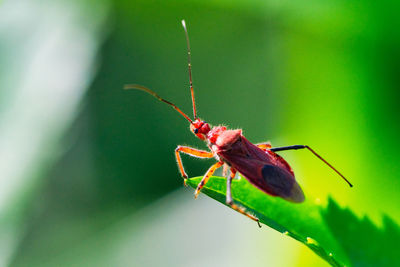 Close-up of insect on leaf