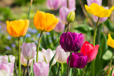 Close-up of fresh crocus flowers blooming in field