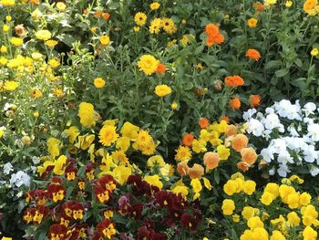 High angle view of yellow flowers on field