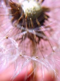 Extreme close up of pink flower