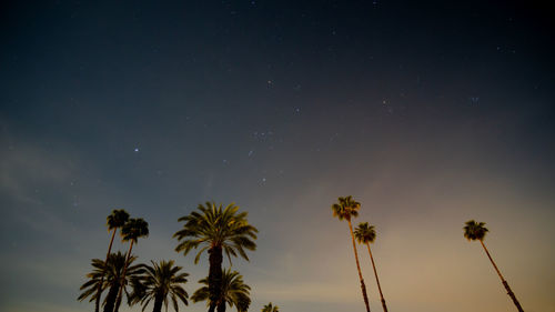 Low angle view of palm trees against starry night sky.