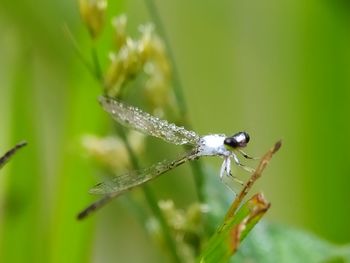 Close-up of insect on plant