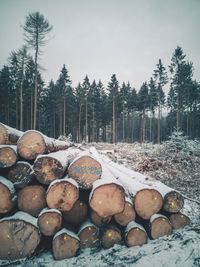 View of logs in snow covered field