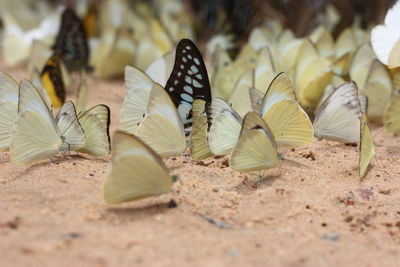 Close-up of leaves on sand