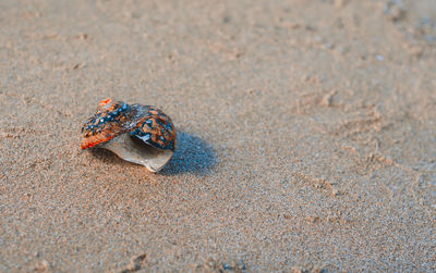 Close-up of crab on sand