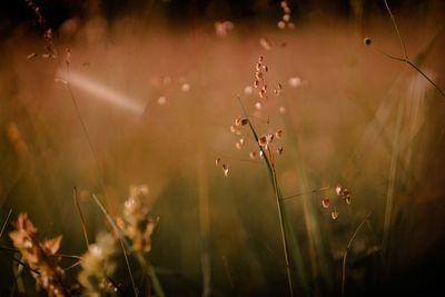 Close-up of plants on field