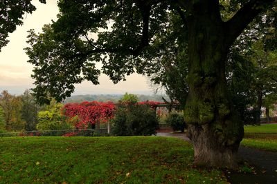 Trees on field against sky