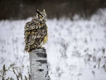 Close-up of bird perching on tree
