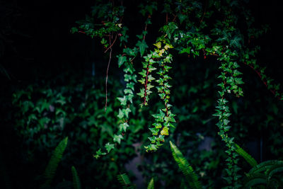 Close-up of ivy growing on tree