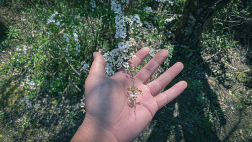 High angle view of person hand on plant against trees