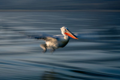 Close-up of bird flying over lake