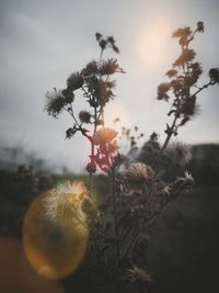 Close-up of plant against blurred background