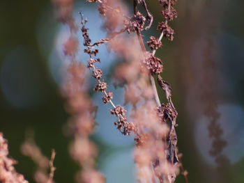 Close-up of cherry blossom on plant