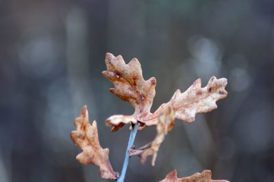 Close-up of wilted plant during autumn