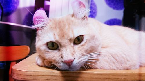 Close-up portrait of a cat