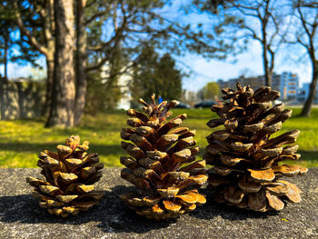 Close-up of pine cone on tree