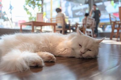 Close-up of a cat sleeping on floor