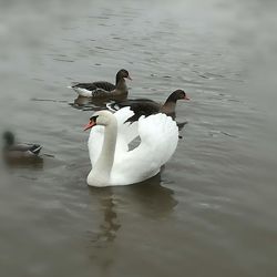 Ducks swimming in lake