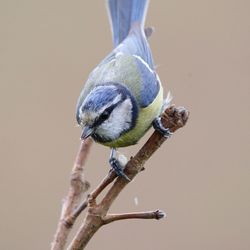 Close-up of bird perching outdoors