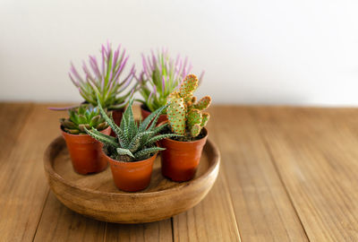 Succulents and cactus in tiny pots on a wooden table. copy space. selective focus on the foreground.