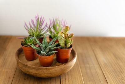 Close-up of potted plant on table