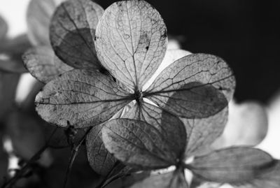 Close-up of green leaves on plant