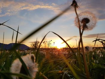 Close-up of plants growing on field against sky during sunset