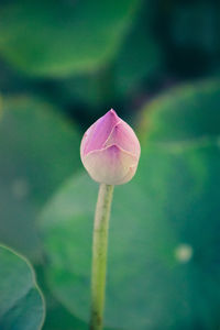 Close-up of pink flower bud