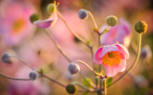 Close-up of pink flowering plant