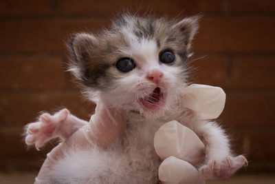 Portrait of white cat