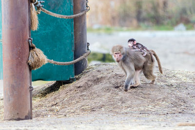 Monkey carrying infant outdoors