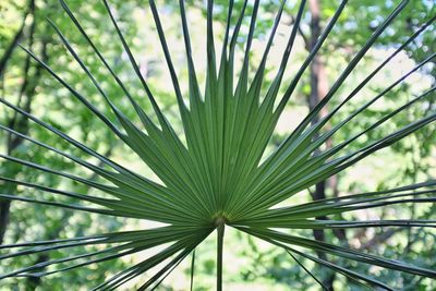 Close-up of palm tree