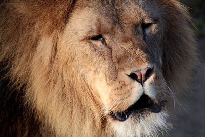 Close-up of lion