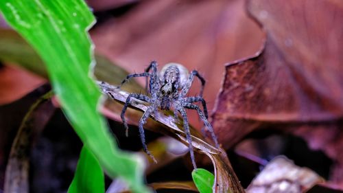 Close-up of spider