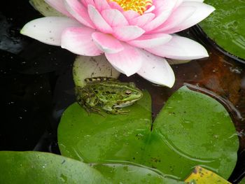 High angle view of wet water lily