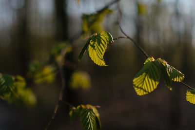 Close-up of leaves on plant
