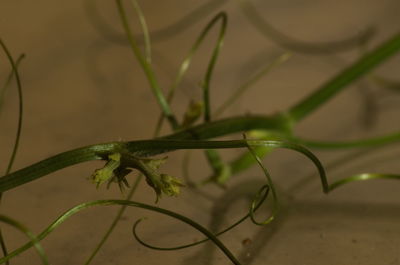 Close-up of insect on plant