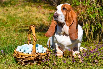 View of dog and  basket