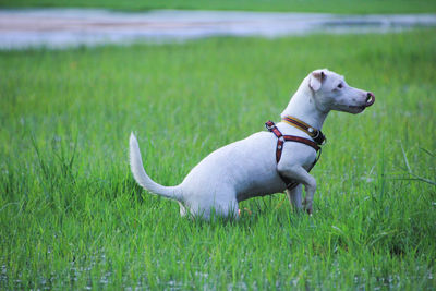 Dog in a field