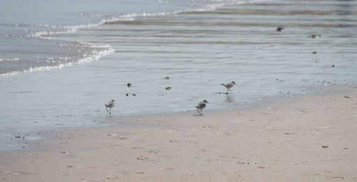 View of birds on beach