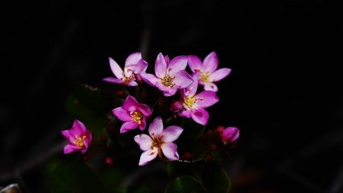 Close-up of pink flowers blooming at night