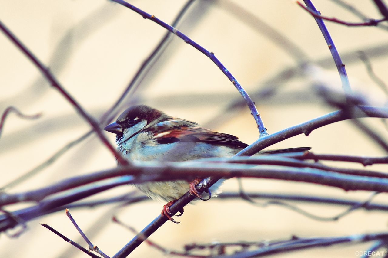 animal, vertebrate, bird, animal themes, animal wildlife, animals in the wild, perching, one animal, no people, branch, selective focus, day, nature, tree, close-up, focus on foreground, sparrow, outdoors, low angle view, plant